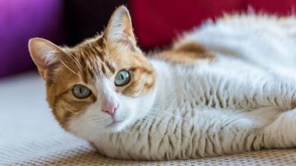 chat blanc et roux allongé
