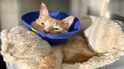 Un gatto ferito