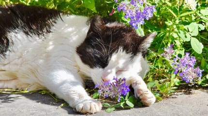 gatto tra i fiori