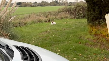 A cat sitting in the grass