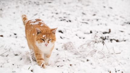 un chat dans la neige