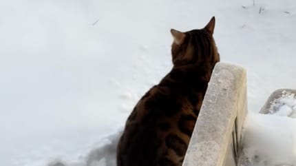 Un chat dans la neige