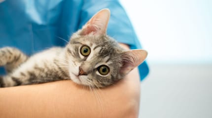 un chat dans les bras d'une vétérinaire