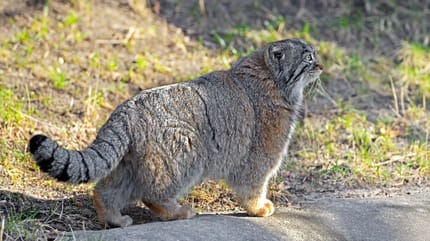 Un chat de Pallas dans la montagne