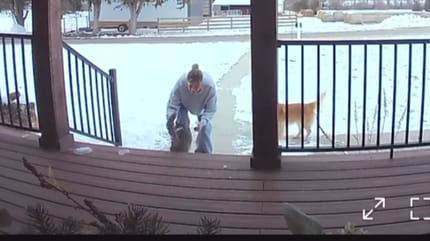 Un gatto di ritorno a casa filmato da una telecamera di sicurezza