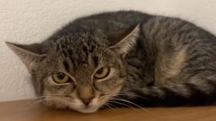 Un chat de sauvetage triste