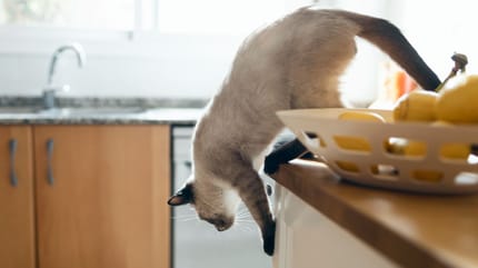 Un chat descend d'un meuble de cuisine