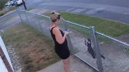 Eine Katze vor einem Zaun