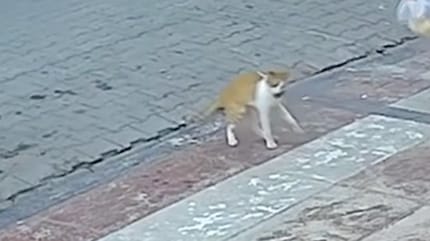 Un chat en train de s'étouffer
