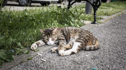 Un chat errant