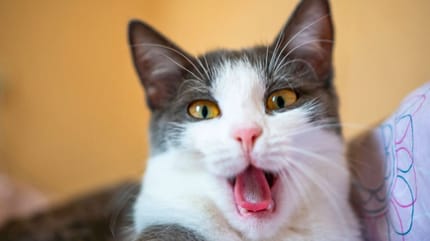 Perché il mio gatto sbadiglia quando mi vede