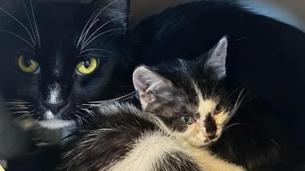 Un chat et son chaton