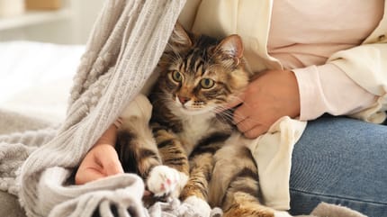 Un chat et son humaine