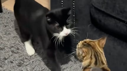 Un chat et un chaton