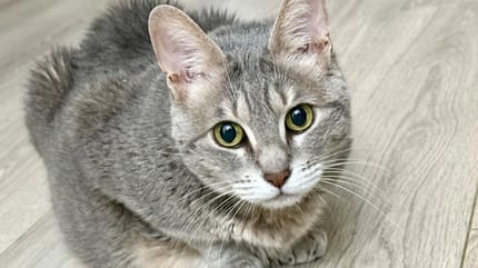 Un chat gris