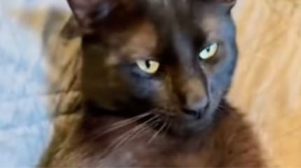 Un chat noir