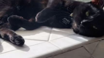 Eine schwarze Katze