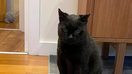 a blind black cat