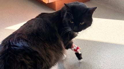 Un chat noir chez le vétérinaire