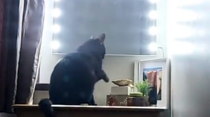 Un chat noir devant un miroir