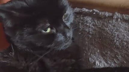 Un chat noir présumé mort