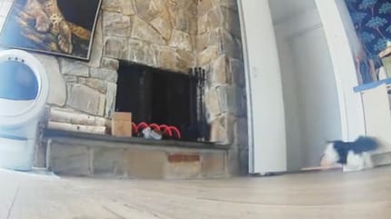 Un chat qui a peur d'un ours noir