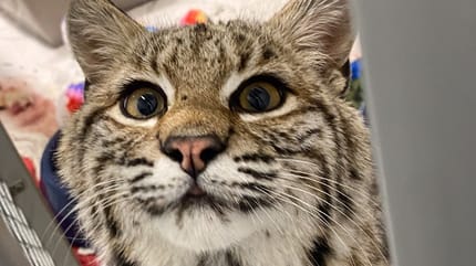 Un gato que esconde un secreto