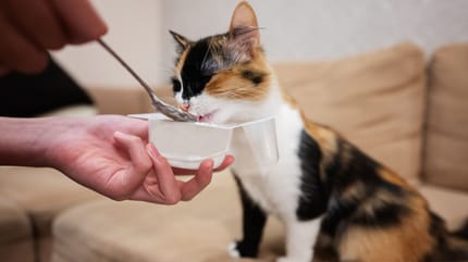Un chat qui mange du yaourt