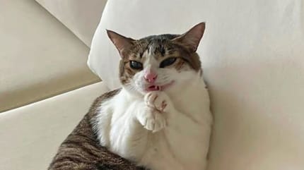 un chat qui semble faire une grimace effrayante