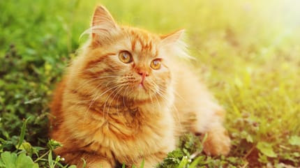 Un chat roux au soleil