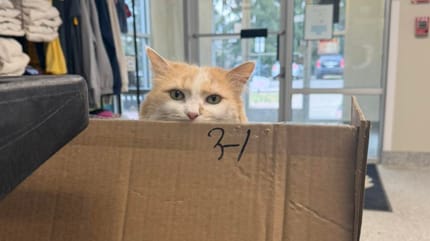 Un gatto rosso nascosto dietro un cartone