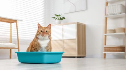 Un chat roux dans sa litière