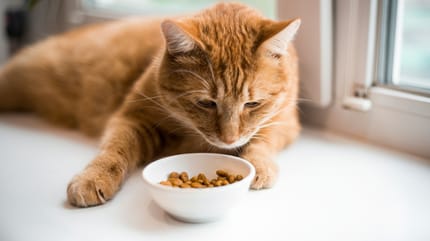 Un chat roux devant une gamelle de croquettes