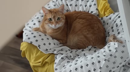 Ein alter Kater