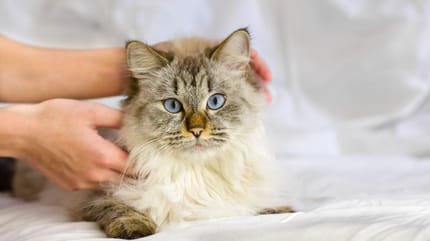 Un gatto siberiano