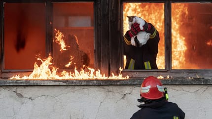 Un chat sorti des flammes lors d'un incendie