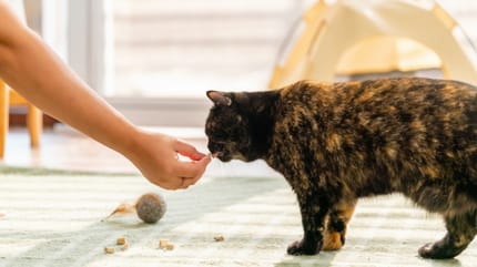 Un chat stérilisé qui mange des friandises