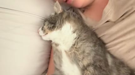 Un chat tigré allongé sur un lit