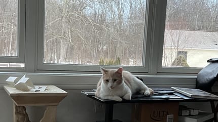 Un chat tranquillement installé chez lui