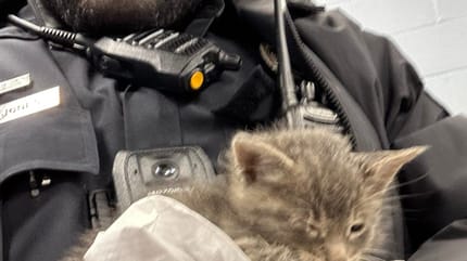 Un chaton abandonné