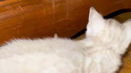 Un chaton bengal blanc