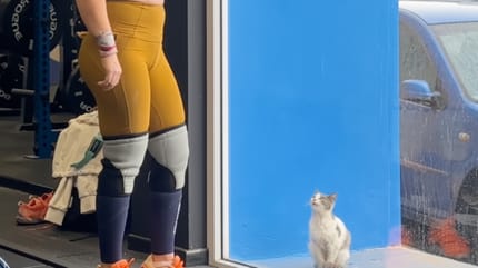 Un chaton devant une salle de sport