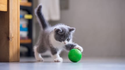 un chaton qui joue avec un jouet
