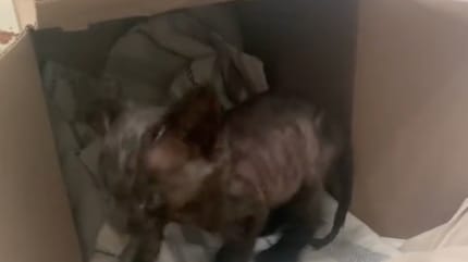 Un chaton très maigre