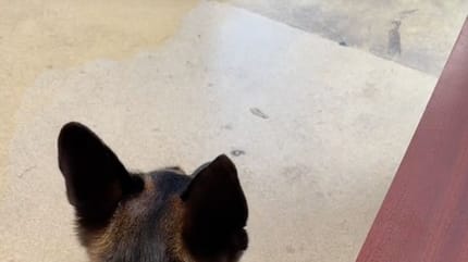 Un chien à la clinique