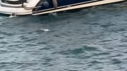 Un chien à la mer