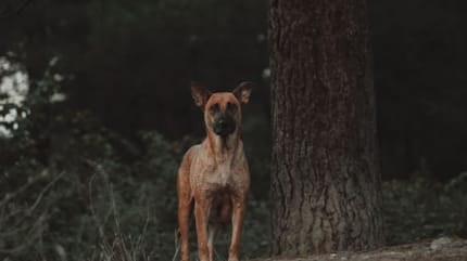 Un chien à un arbre