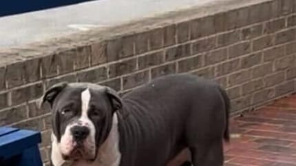 Un chien abandonné