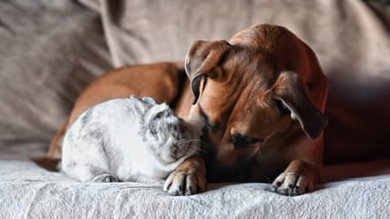 Un chien allongé à côté d'un lapin