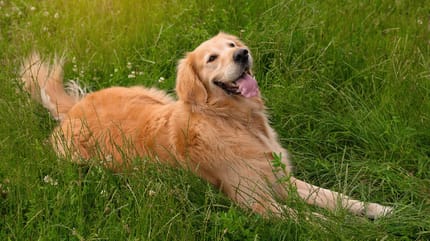Un chien allongé dans l'herbe au soleil